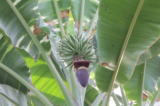 富山県中央植物園_b0132338_16072864.jpeg