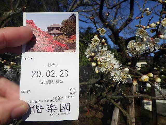 観梅 水戸の梅まつり みとぶら 観梅 水戸の梅まつり みとぶら