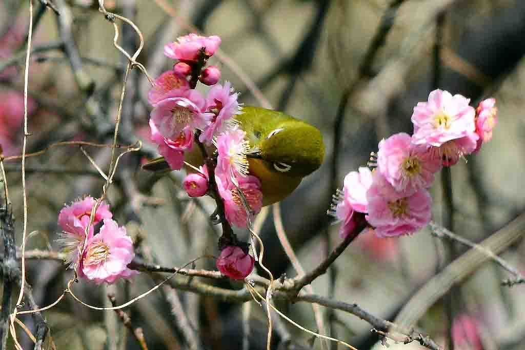 ピンクの梅にメジロ 気ままな生き物撮り 弐