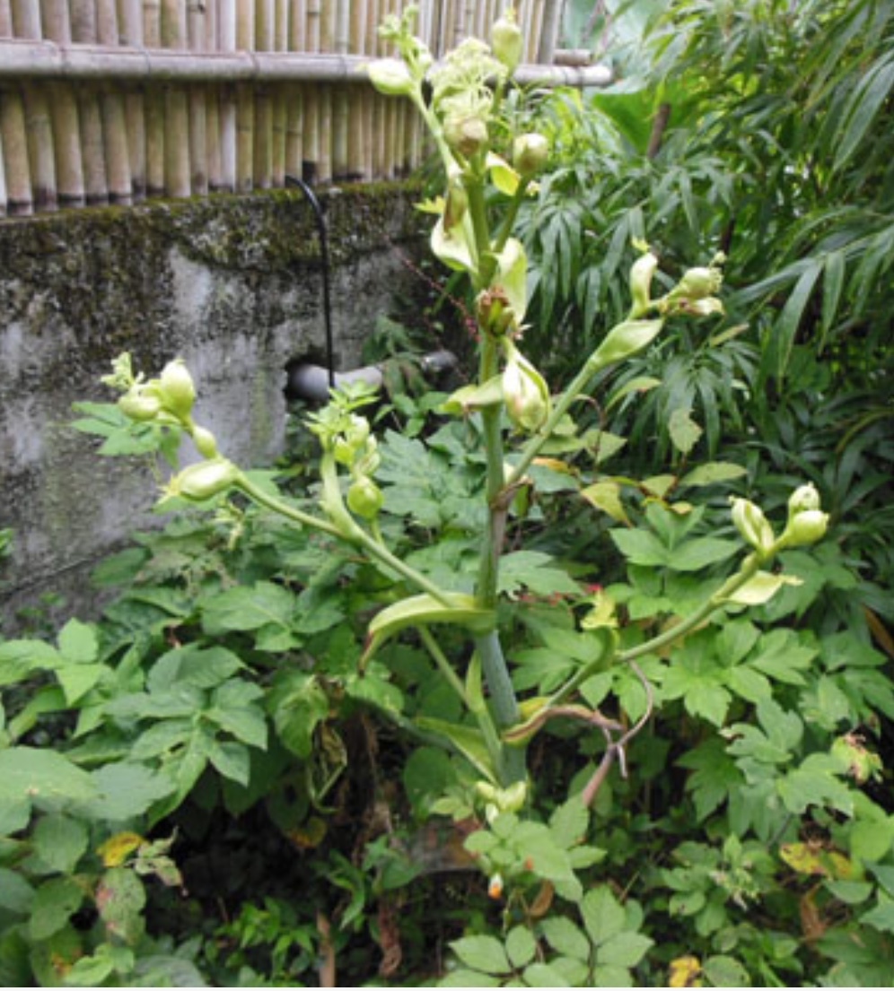 明日葉の蕾ーーー野生じゃないと花は咲かない Reiko Gogo日記