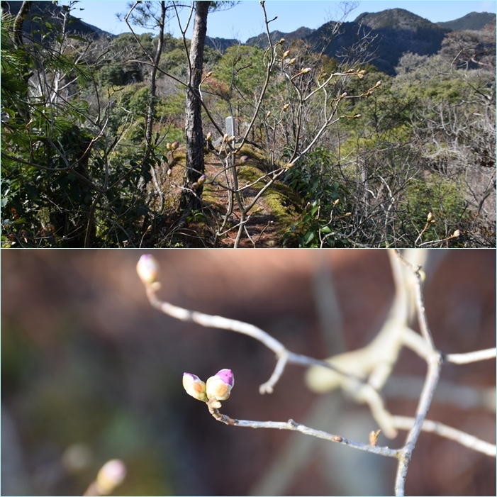 岩屋神社 深倉峡 英彦山花散策 そうだ 山に登ろう