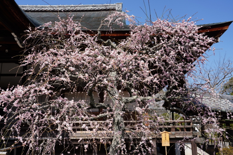 「春を待つ花たち　－天龍寺百花宛－」_c0067168_21203368.jpg