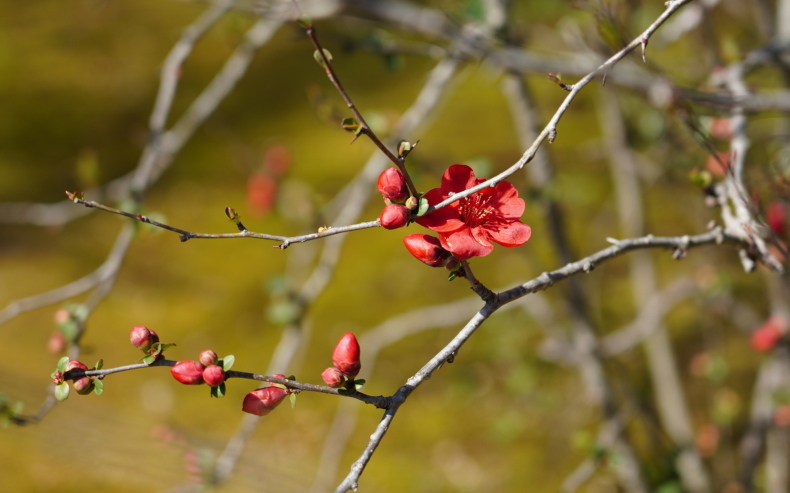 「春を待つ花たち　－天龍寺百花宛－」_c0067168_21204337.jpg