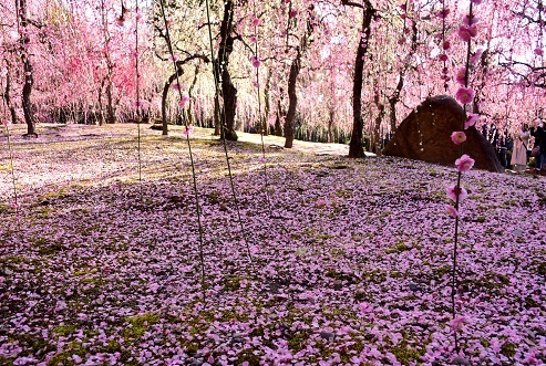 いにしえの庭のしだれ梅 城南宮 峰さんの山あるき いにしえの庭のしだれ梅 城南宮 峰さんの山あるき