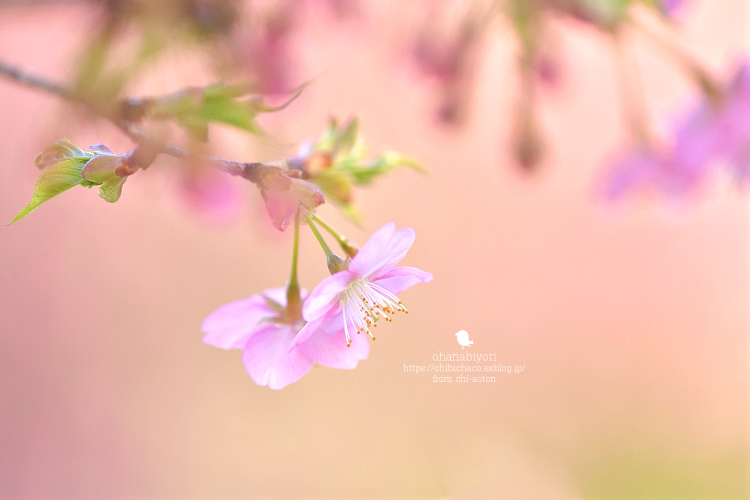 かわいくない 花_c0319774_23454264.jpg
