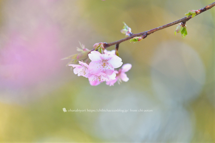 かわいくない 花_c0319774_23460236.jpg