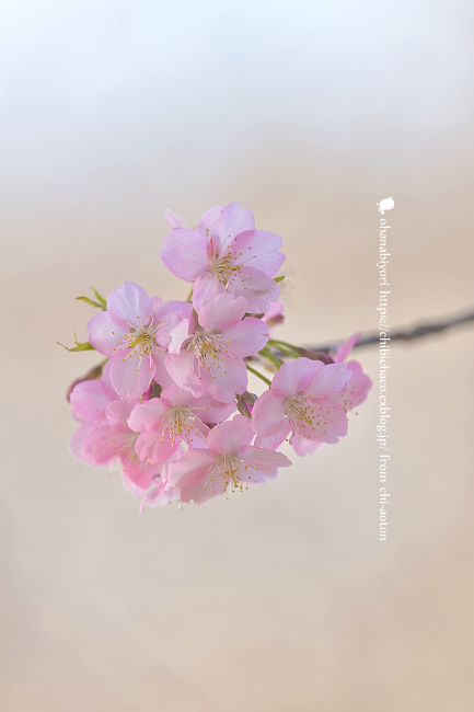 かわいくない 花_c0319774_23464271.jpg