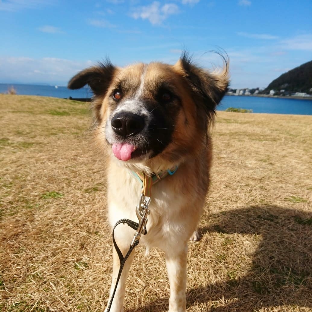 歳、かしらねぇ。_e0297387_19133878.jpg