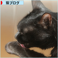 晴天と猫_a0389088_19425218.jpg