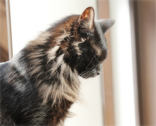 晴天と猫_a0389088_19425311.jpg