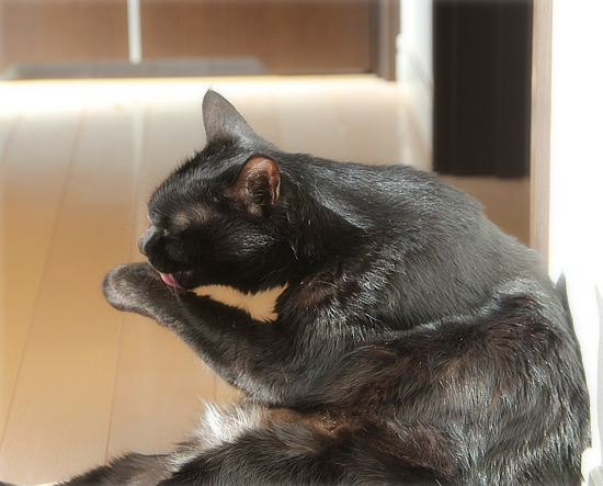 晴天と猫_a0389088_19425393.jpg