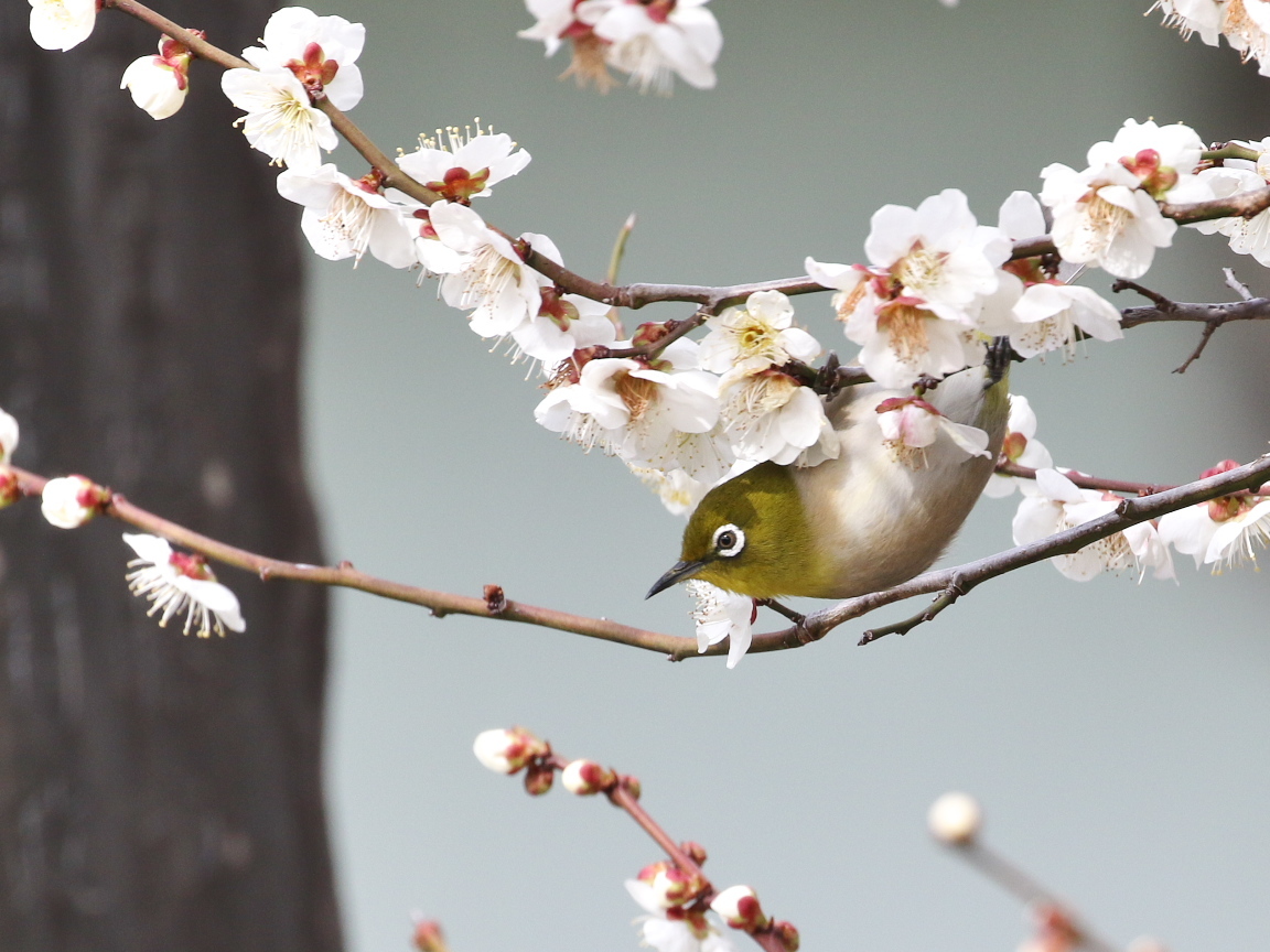 白梅・紅梅!! : 季節の鳥達 白梅・紅梅!! : 季節の鳥達