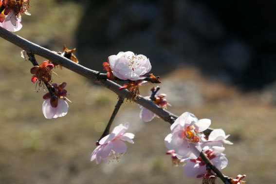 柔らく咲いたしだれ梅_b0145296_09115858.jpg