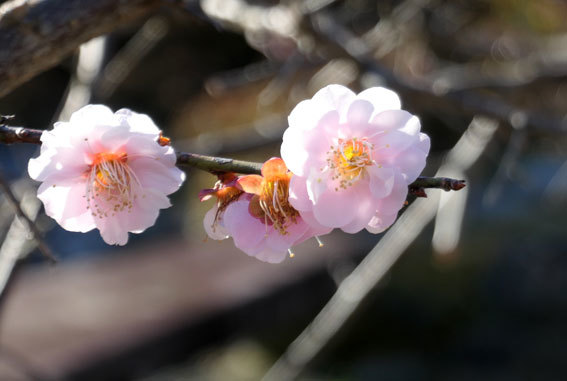 柔らく咲いたしだれ梅_b0145296_09120289.jpg