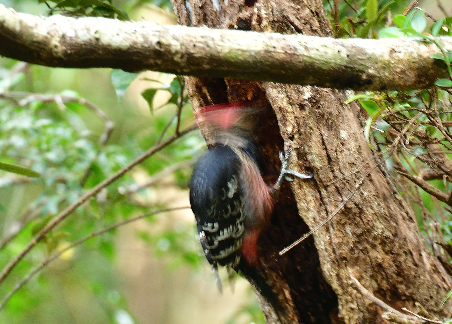 オーストンオオアカゲラ  奄美大島＊与路島の野鳥　②_e0362696_15181455.jpg