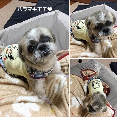 小豆姫の襲撃とリメイクスカート♪_f0372998_22292541.jpg