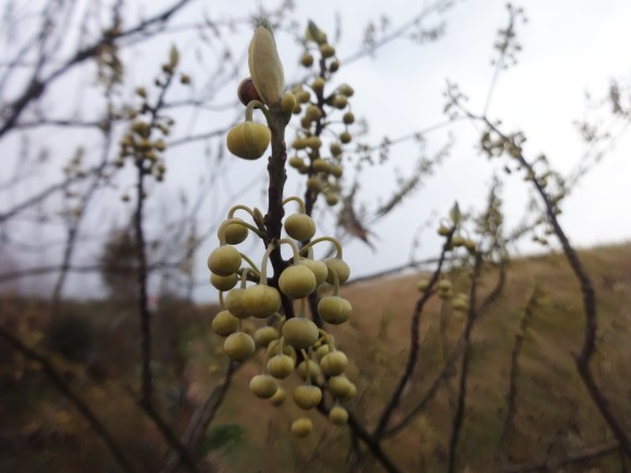 青文字の実 だんご虫の花
