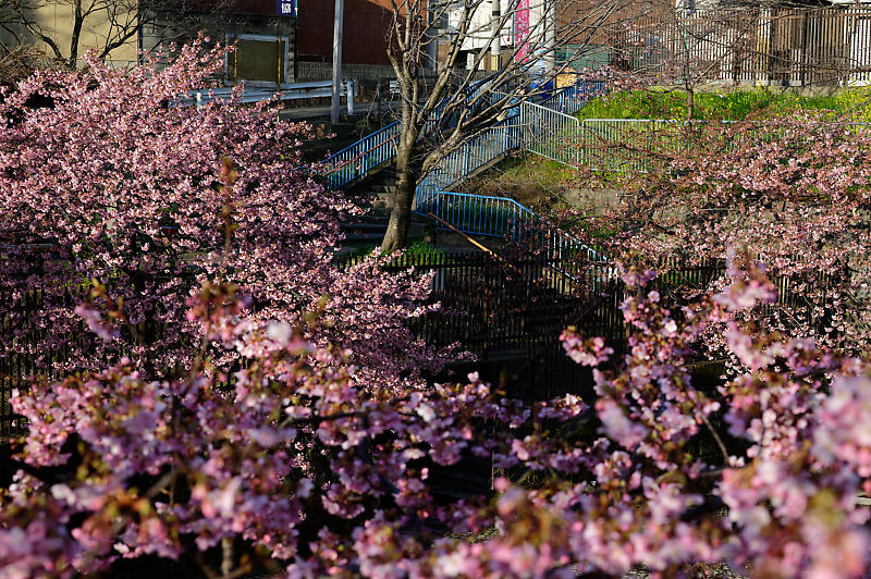 咲き急ぐ春の花達 河津桜@淀水路_f0032011_21532037.jpg