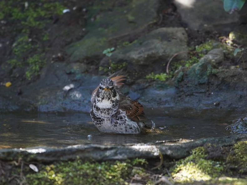 都立公園の水場で水浴びのツグミ　　ＨＧＯ_a0382822_18460202.jpg