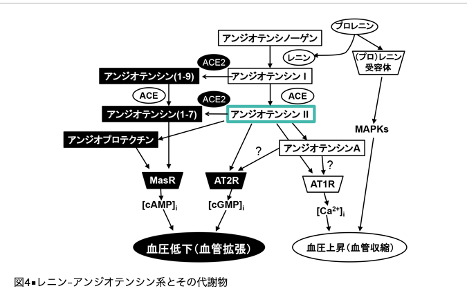 【バイオハザード】どうすれば我々日本人は武漢コロナから身を守れるだろうか？→意外や意外、高血圧の降下剤にそのヒントがあった！_a0386130_08453372.png
