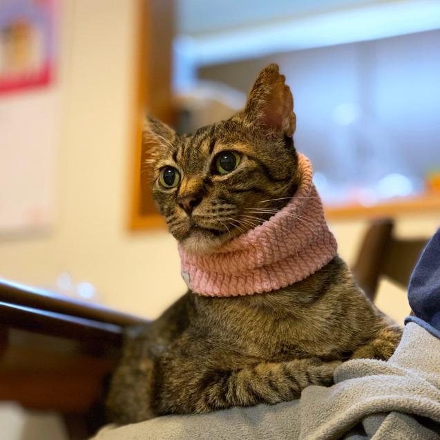ぼくだって!_d0355333_22580270.jpg
