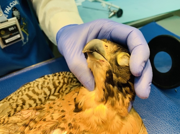 【(延期) 野生動物救護獣医師協会・講習会開催のご案内】_c0132048_23200497.jpeg