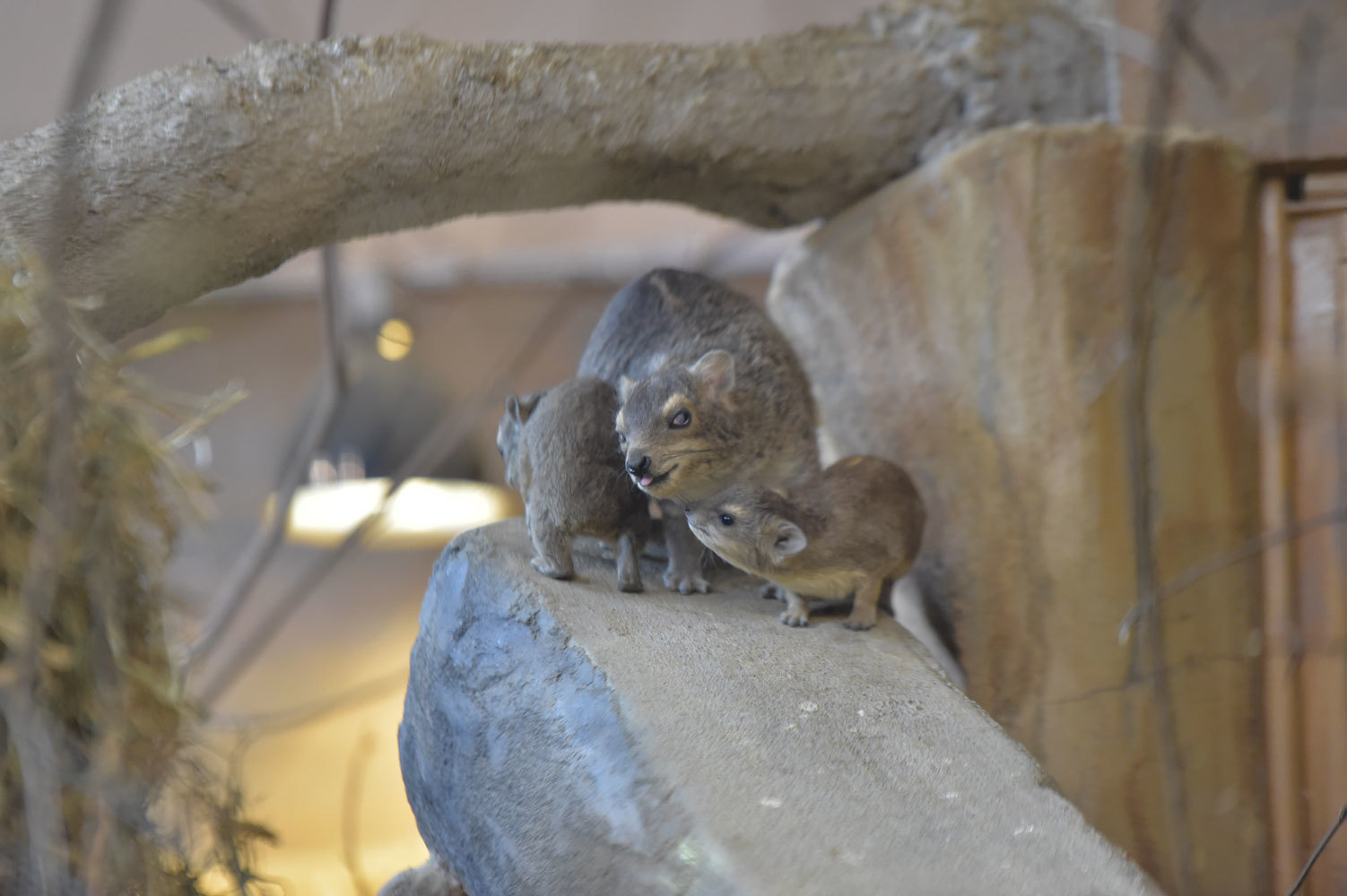 キボシイワハイラックスその後 動物園へ行こう