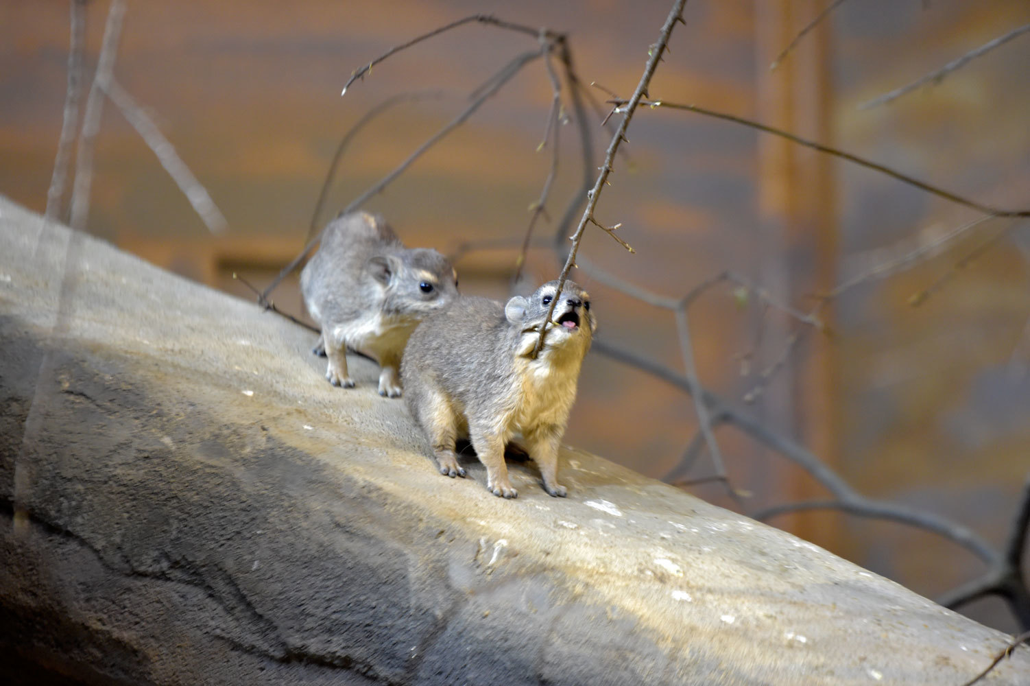 キボシイワハイラックスその後 動物園へ行こう