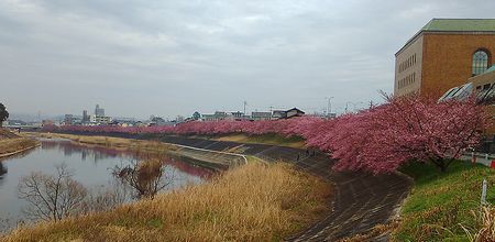 葵桜_b0094265_17252073.jpg