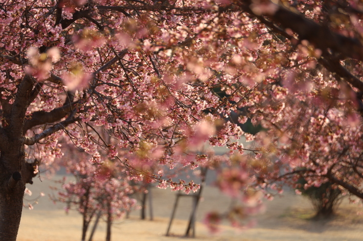 河津桜が見ごろに! (2020/2/25撮影)_b0369971_18065877.jpg