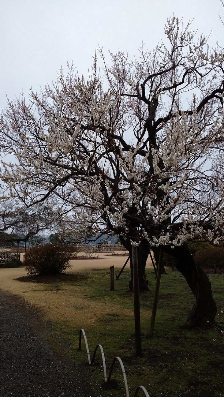 水戸大洗散策記　1. 偕楽園で観梅_c0002171_20560125.jpg