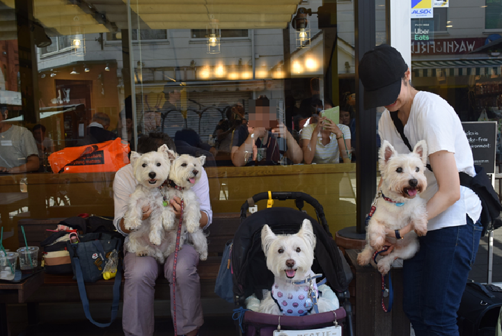♪ ダニエル 初めての吉祥寺散策~!(^^)! ♪_b0242873_23401639.png