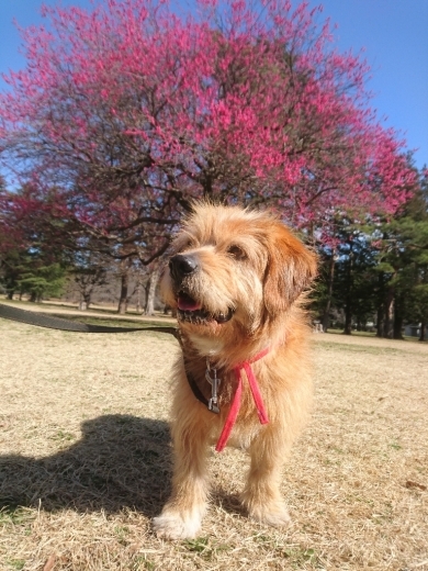 歳、かしらねぇ。_e0297387_18344541.jpg