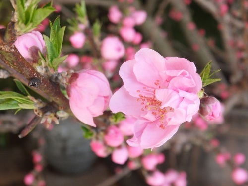 花便り_f0040201_18125654.jpg