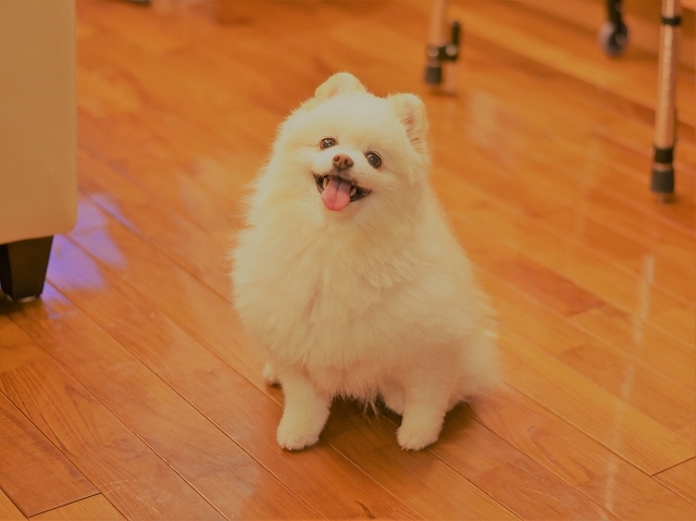 兄弟そろって_d0360206_00270948.jpg