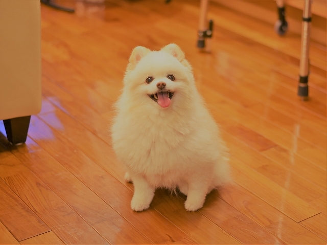 兄弟そろって_d0360206_00271374.jpg