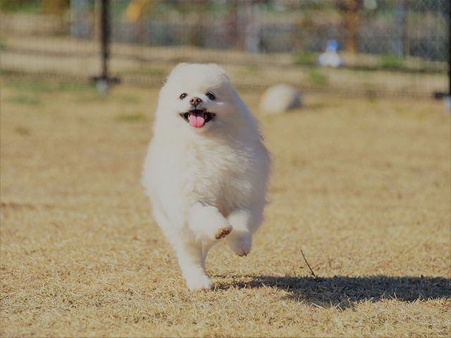 兄弟そろって_d0360206_00273044.jpg