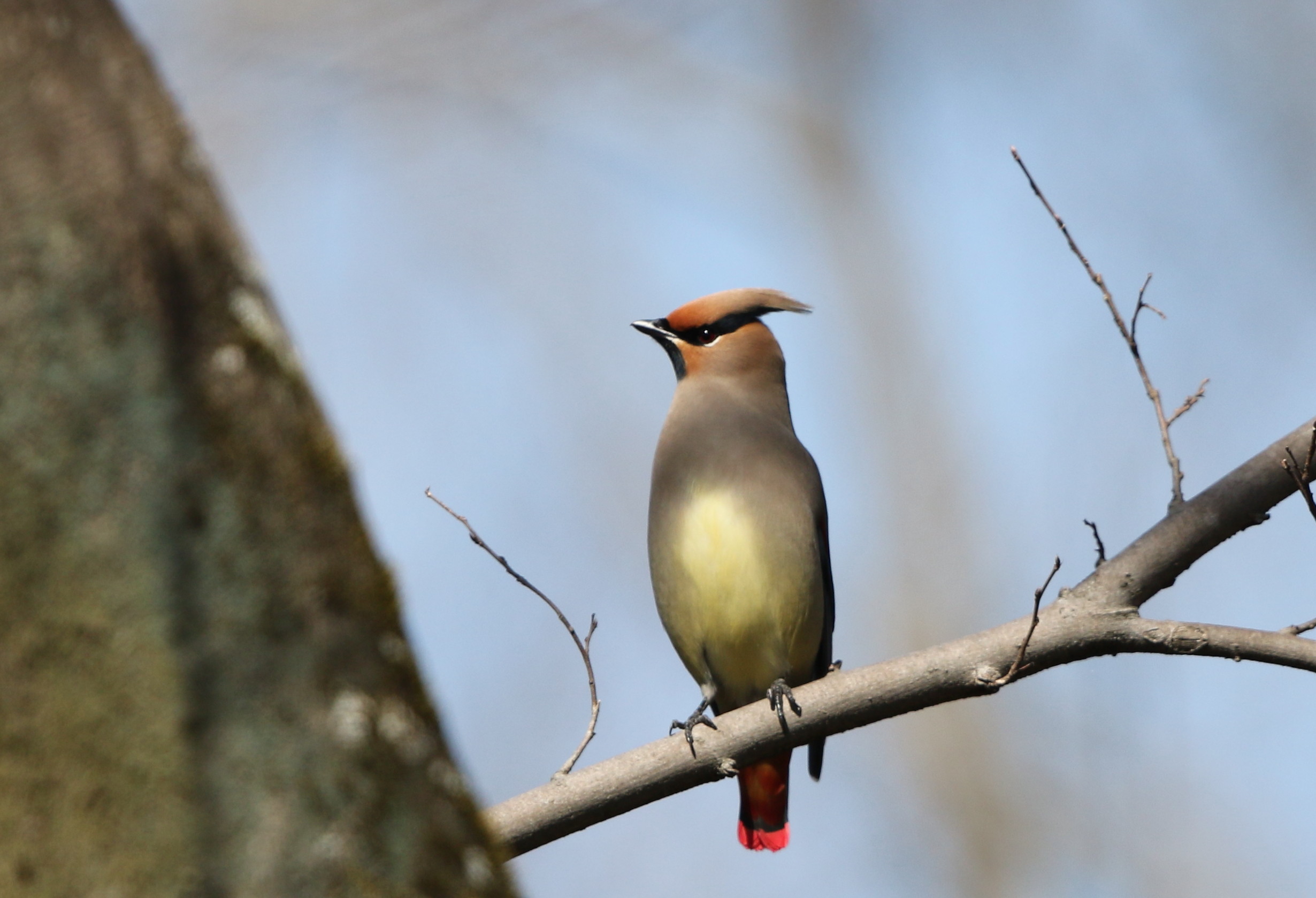 隣県のレンジャク 私の鳥撮り散歩 隣県のレンジャク 私の鳥撮り散歩