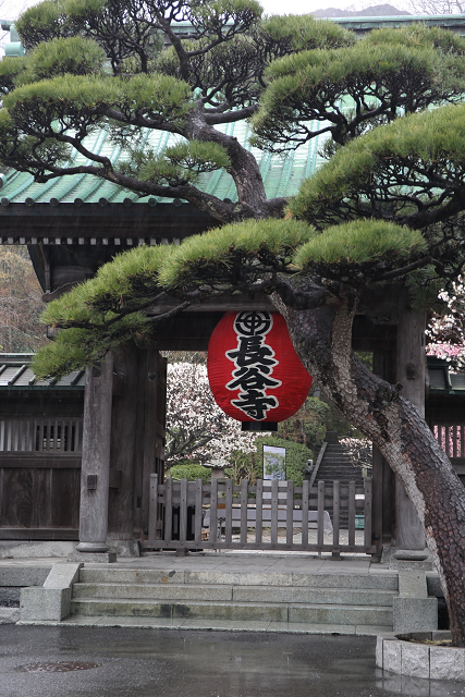 鎌倉散歩　#70 －早春の長谷寺－_b0169330_7181346.jpg
