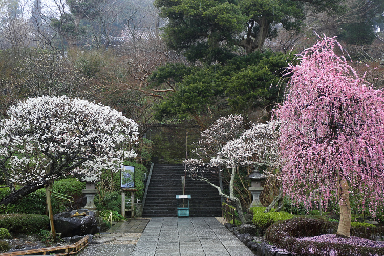 鎌倉散歩　#70 －早春の長谷寺－_b0169330_7185213.jpg