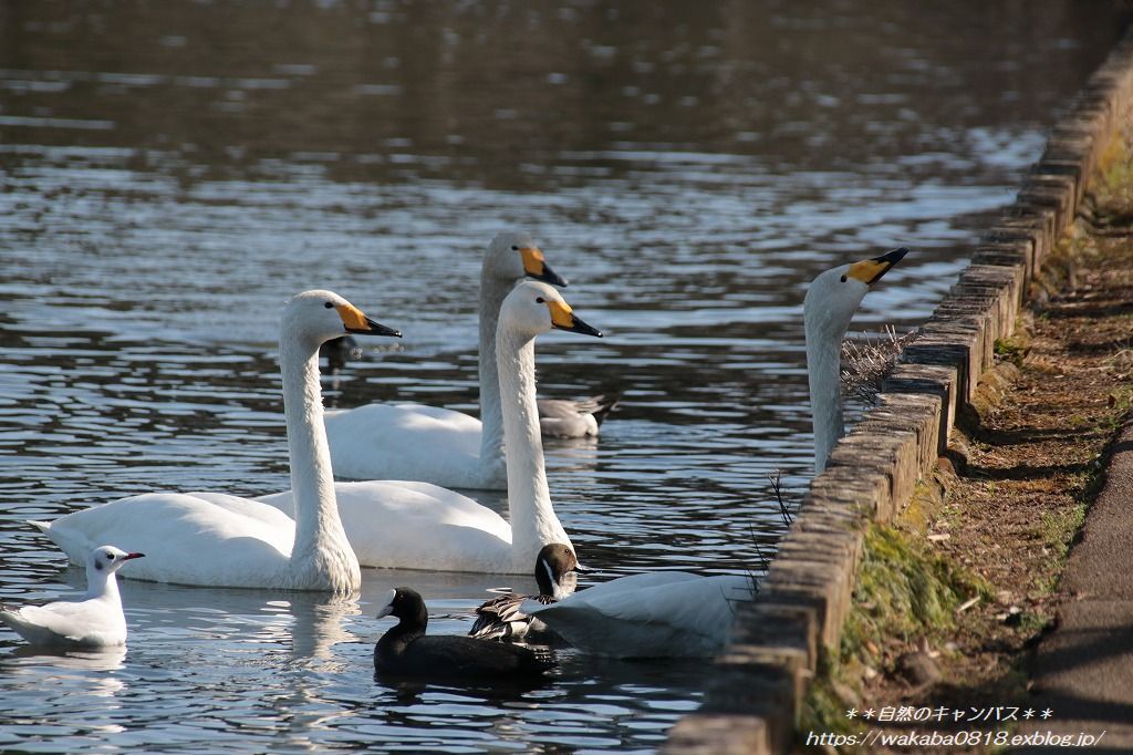 千波湖で出会った白鳥と黒鳥 自然のキャンバス 千波湖で出会った白鳥と黒鳥 自然のキャンバス