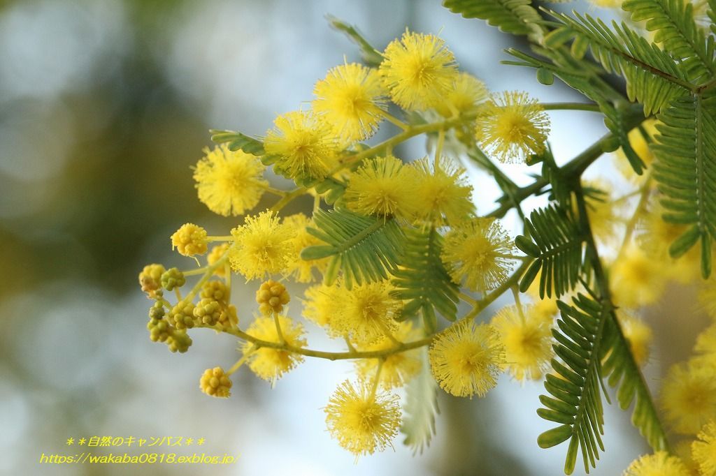 ミモザの花をマクロで迫る 自然のキャンバス