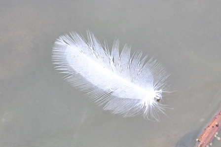 水辺のいきもの_a0123836_16060911.jpg
