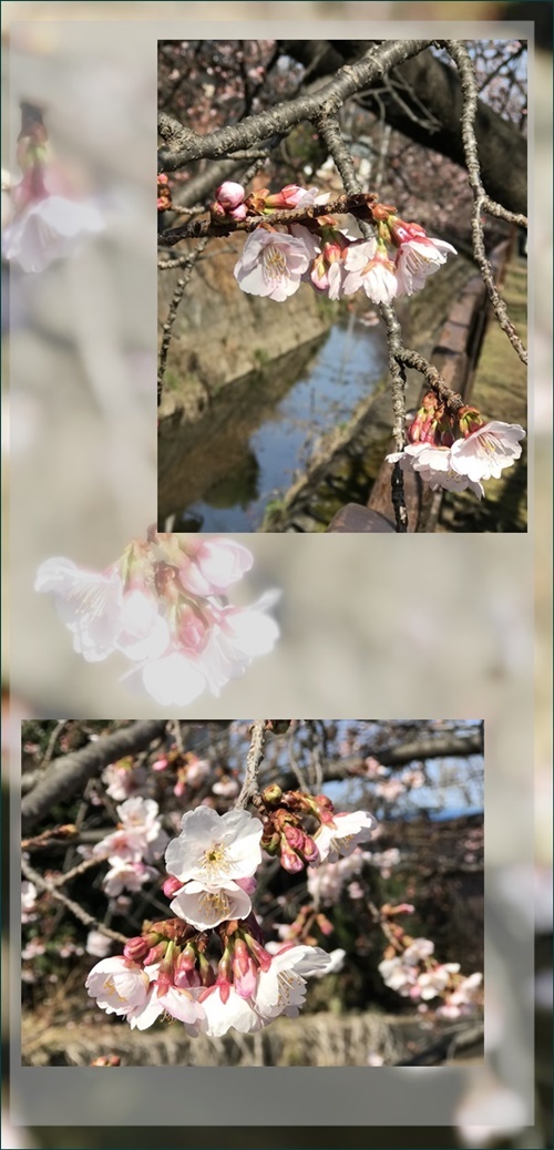 ケンタ7歳の春_c0128342_16541615.jpeg
