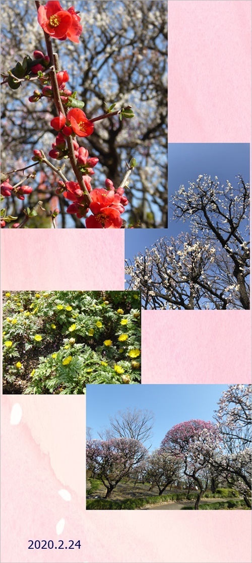 ケンタ7歳の春_c0128342_16543326.jpg