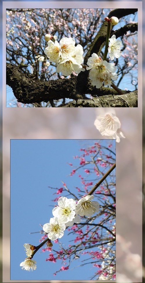 ケンタ7歳の春_c0128342_16575430.jpeg