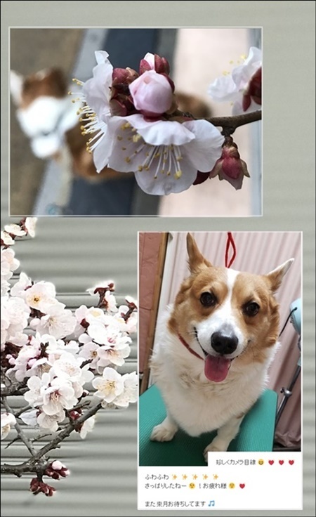 ケンタ7歳の春_c0128342_16593086.jpg