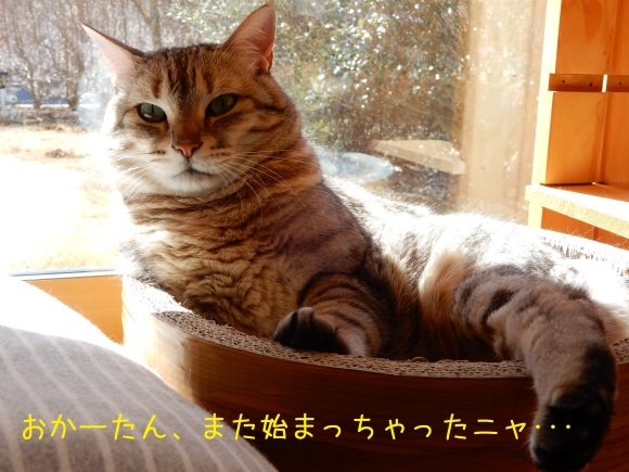 かわいい器♪_c0259945_17204558.jpg