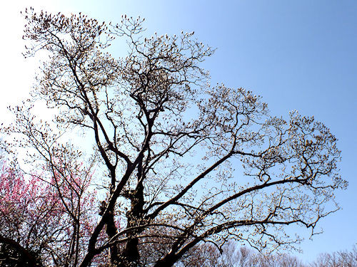寒桜と白木蓮_e0413146_13105454.jpg