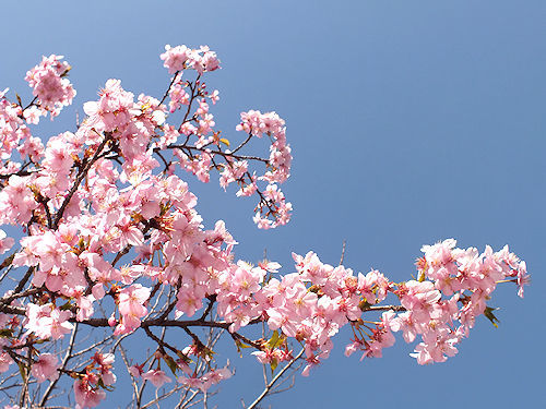 寒桜と白木蓮_e0413146_13130613.jpg